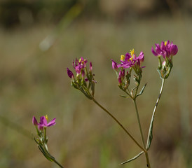 Red arenaria, Spergularua rubra, small summer flower.