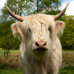 Highland Cattle