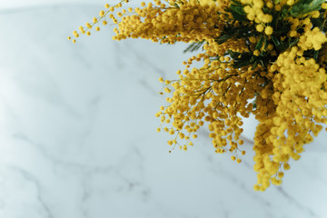 Mimosa flowers on a marble background a lot of free space spring background