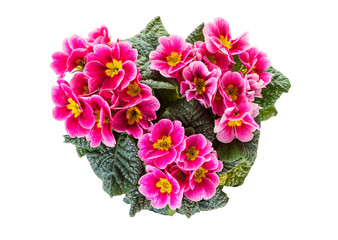 Primrose plant with purple flowers top view isolated  on white background