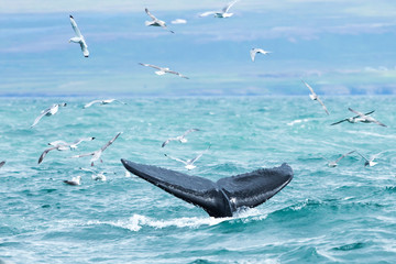 humback whales in iceland