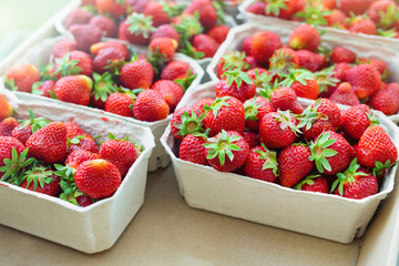 Red ripe juice fresh organic strawberry packed in eco friendly paper cardboard boxed at wholesale...