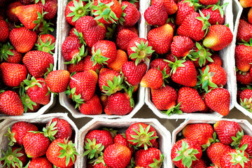 Red ripe juice fresh organic strawberry packed in eco friendly paper cardboard boxed at wholesale...