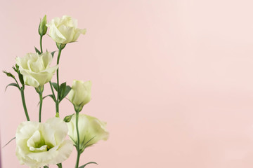 Beauty Eustoma flower, сhinese rose