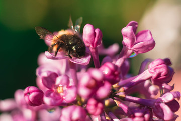 branch of blooming lilac with a bee that pollinates