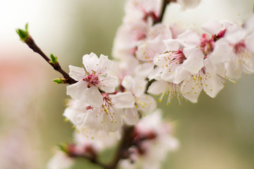 flowering tree in spring white flowers
