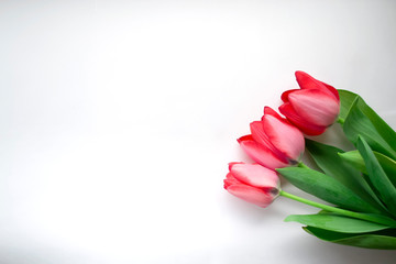 bouquet of pink tulips on a white isolated background