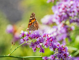 The butterfly on a flower in sunlight