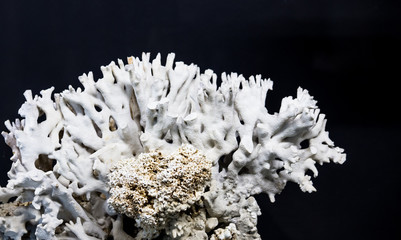 Close up de coral branco em fundo preto
