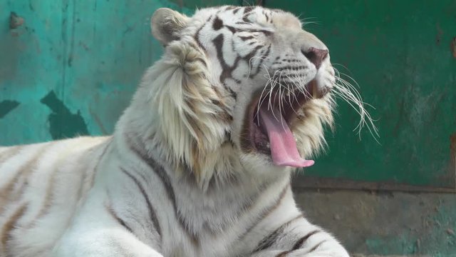 White tiger cute yawns lying in the sun