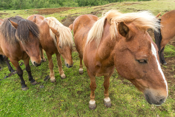 Horses in Iceland