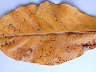 Terminalia catappa dried leaf isolated on white background closeup.