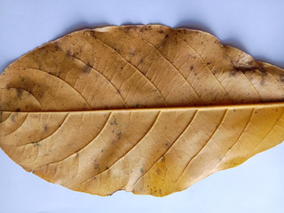 Terminalia catappa dried leaf isolated on white background closeup.