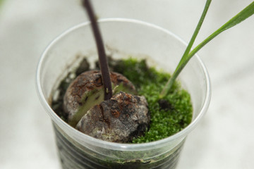 A young fresh avocado sprout with leaves grows from a seed in a pot. Selective focus.