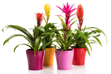 Variety of potted Bromeliad plants on white background