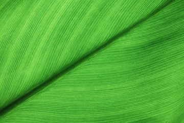 Naklejka premium Green leaves