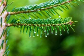 green spruce branch with water drops on a rainy spring or summer morning on a green natural...