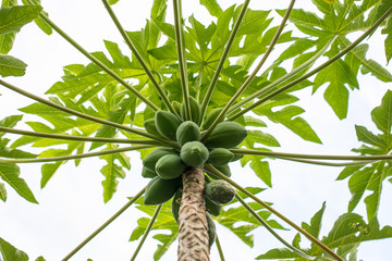Mamoeiro com mamões verdes