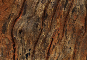 Background of the texture of decaying old tree trunk