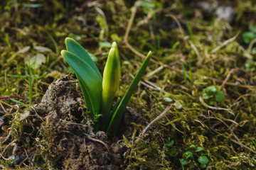 the first delicate little spring leaves that barely look from the ground.