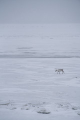 A reindeer in the snow field in winter