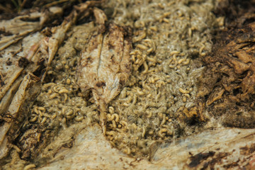 The larvae of the common green bottle fly feed on the body of a zebra. Carrion, rot, infection. The concept of disgust.