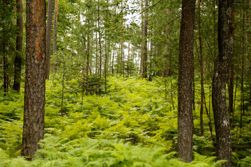Fototapeta na wymiar Beautiful green and lushes forest