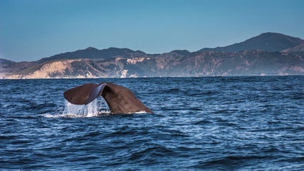 Naklejka premium Whale watch in Kaikoura