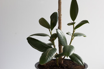 New sprouts of ficus on trunk of plant