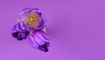 Top view purple tulips frame stock images. Purple tulips on a violet background. Spring floral decoration. Spring flower isolated on a purple background with copy space for text