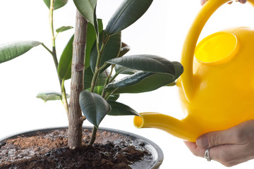 Watering can water soil in pot with ficus