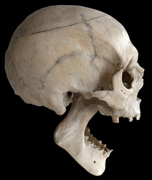 A human skull with a wide-open jaw, isolated on a black background in close-up.