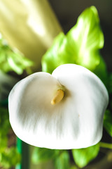 White calla lilies flowers close up, flowerpot in the house.