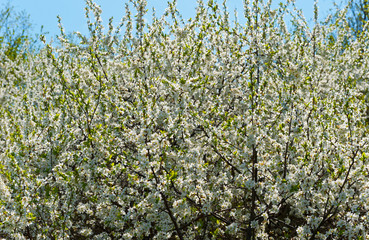 Blooming flowers on the branches of bushes.