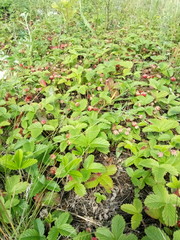 ripe forest wild srawberries in the forests