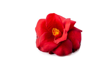 Camelia sobre fondo blanco