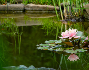 Pink water lily or lotus flower Marliacea Rosea reflected in garden pond. Close-up Nymphaea on green water surface. Flower landscape for nature wallpaper. There is place for text. Selective focus