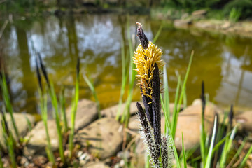  Flowering sedge Carex nigra (Carex melanostachya) Black or ordinary sedge on shore of garden pond. Fluffy yellow hats on black sedge. Nature concept for spring design