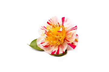 Camelia sobre fondo blanco