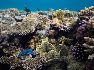 Marine life in Egypt