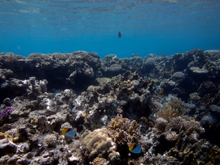Marine life in Egypt