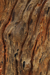 Background of decaying tree trunk