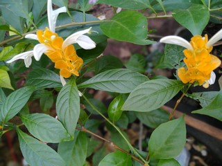 yellow flowers in the garden