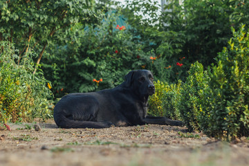 Outdoor portrait of a beautiful black labrador sitting in the garden. Pets on the street. Friend of human. Guide.