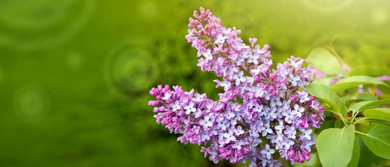 Branch with spring lilac flowers. Nature background.