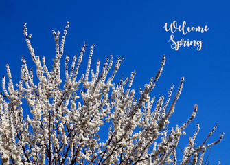Welcome Spring greeting card.White sakura or cherry tree blossoms on a blue sky background.Springtime concept.Selective focus.
