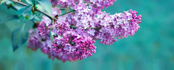 Foto op Plexiglas Tak met lente lila bloemen. Natuur achtergrond. © Swetlana Wall