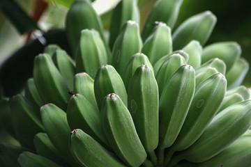 Fototapeta premium Close up of a bunch of green, unripe banana bunches, soft background