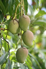 Bunch of fresh green mangoes hanging from the mango tree.