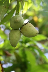 Portrait shot of a bunch of fresh green mangoes hanging from the mango tree.